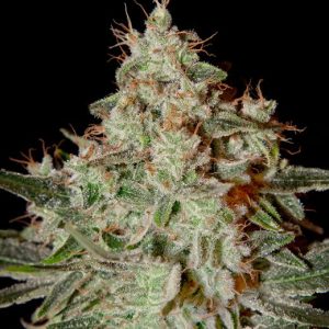 Lemon Skunk Feminised Seeds - 5