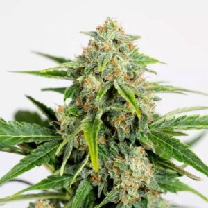 Amnesia Pure CBD Auto Feminised Seeds - 5