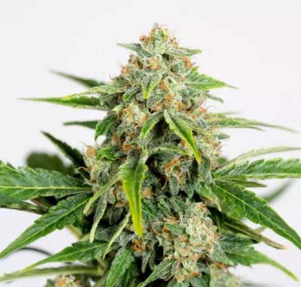 Amnesia Pure CBD Auto Feminised Seeds - 5