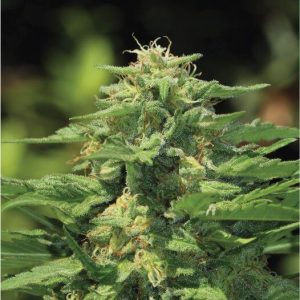 Dream Queen Feminised Seeds - 5
