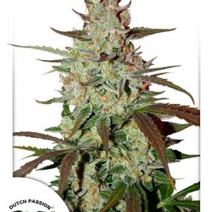 Blue Mazar Auto Feminised Seeds - 7