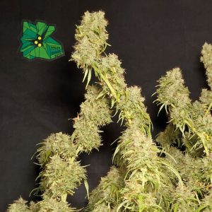Green Crack Auto Feminised Seeds - 25