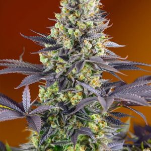 Sweet Zenzation (formerly Sweet Zkittlez) Feminised Seeds - 5