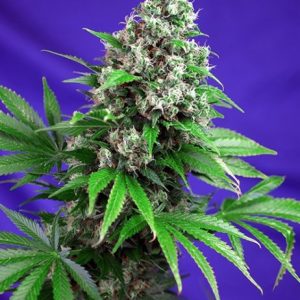 Killer Kush F1 FAST Version Feminised Seeds - 5