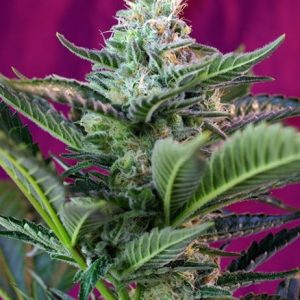 Mohan Ram Auto Feminised Seeds - 5