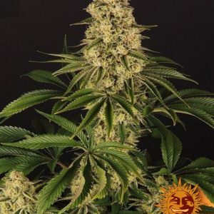 Tropicanna Banana Feminised Seeds - 5