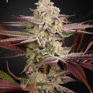 Chemical Bride Feminised Seeds - 5