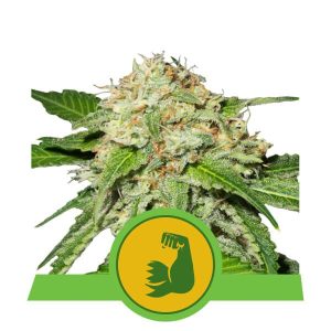 HulkBerry Auto Feminised Seeds - 5