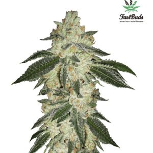 Green Crack Auto Feminised Seeds - 2