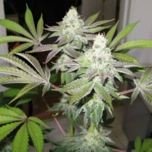 78 Feminised Seeds (Gold Collection) - 6