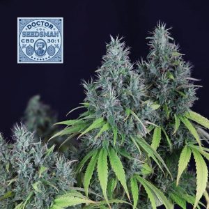 Doctor Seedsman CBD 30:1 Feminised Seeds - 50