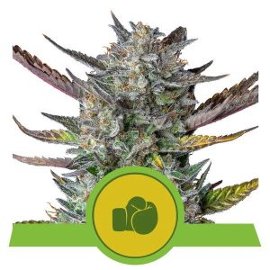 Purple Punch Auto Feminised Seeds - 5