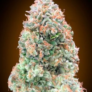 Chocolate Skunk XXL Auto Feminised Seeds - 5