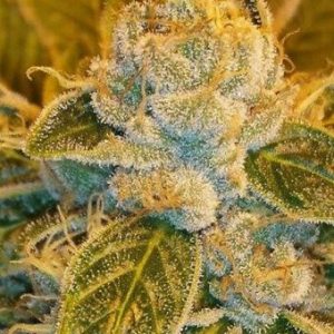 Sour Ripper Feminised Seeds - 5