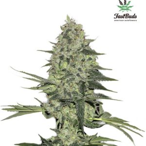 Rhino Ryder Auto Feminised Seeds - 2