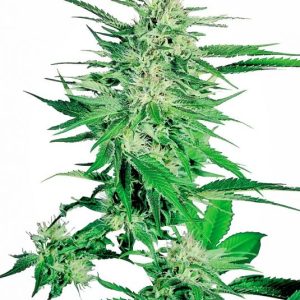 Big Bud Feminised Seeds - 5