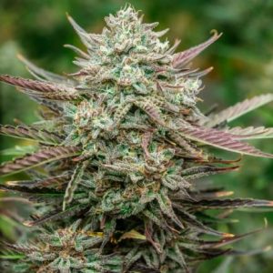 Face Fat Auto Feminised Seeds - 5