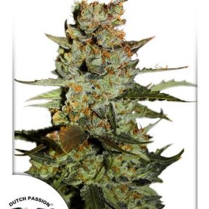Blueberry Auto Feminised Seeds - 3