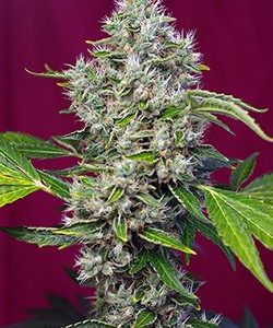 San Fernando Lemon Kush Feminised Seeds - 5