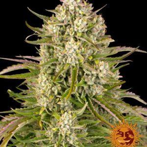 Wedding Cake Auto Feminised Seeds - 5