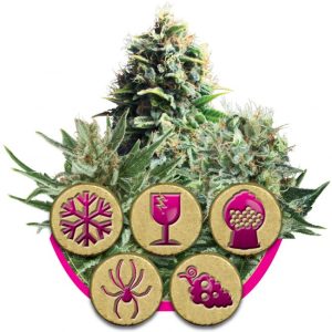 Feminized Mix Feminised Seeds - 3