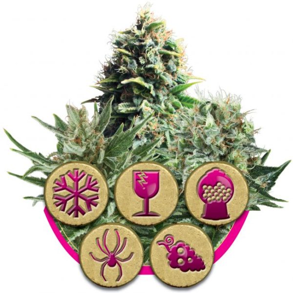 Feminized Mix Feminised Seeds - 3