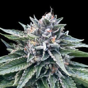 Sorbet #4 Feminised Seeds (Sorbet Collection) - 3