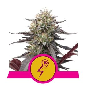 Green Crack Punch Feminised Seeds - 5