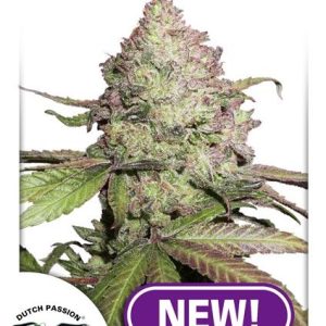 Charlotte's Angel CBD Auto Feminised Seeds - 7