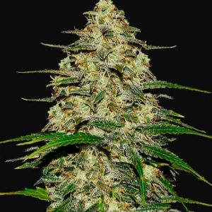 Wedding Cheesecake Auto Feminised Seeds - 2