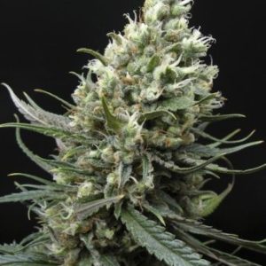 Ripper Haze Feminised Seeds - 5