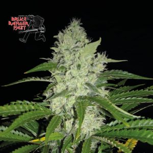 Bruce Banger Feminised Seeds - 1