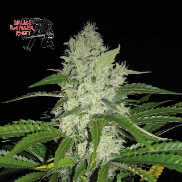 Bruce Banger Feminised Seeds - 1