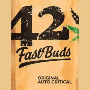 Original Critical Auto Feminised Seeds - 2