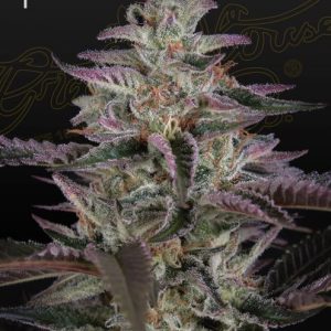 Banana Krumble Feminised Seeds - 5