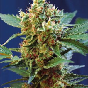 Cream Mandarine XL Auto Feminised Seeds - 5