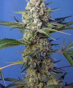 Crystal Candy F1 Fast Version Feminised Seeds - 5