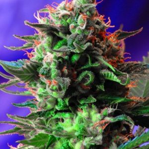 Jack 47 F1 FAST Version Feminised Seeds - 5