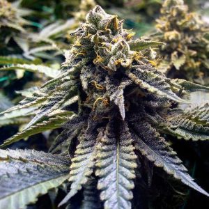 Chocolate Mint OG 2.0 Feminised Seeds - 5