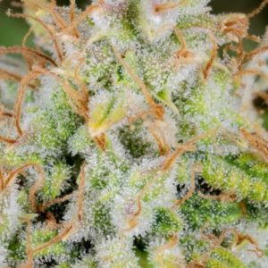 Original Cinderella Auto Feminised Seeds - 2