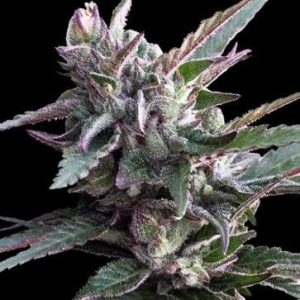 Thai Chi Feminised Seeds - 5