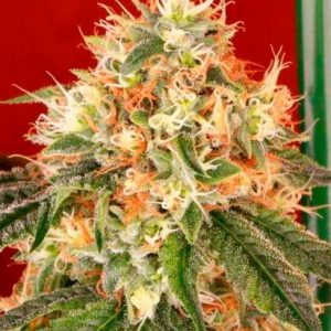 Deadhead OG Auto Feminised Seeds - 6