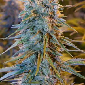 Blue Dream Feminised Seeds - 5
