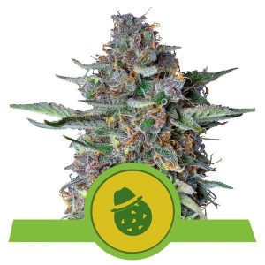 Do-Si-Dos Auto Feminised Seeds - 5