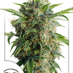 Daiquiri Lime Auto Feminised Seeds - 7