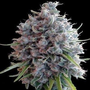 Killer A5 Haze Feminised Seeds - 5