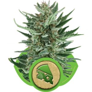 Royal Cheese Auto Feminised Seeds - 5