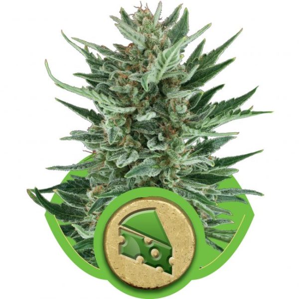 Royal Cheese Auto Feminised Seeds - 5