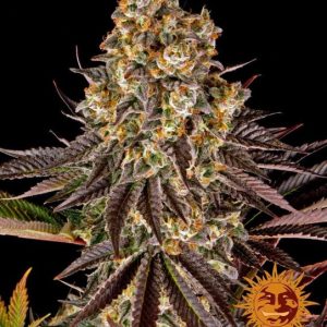 Gelato 45 Feminised Seeds - 5