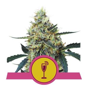 Mimosa Feminised Seeds - 5